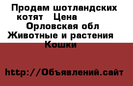 Продам шотландских котят › Цена ­ 1 500 - Орловская обл. Животные и растения » Кошки   